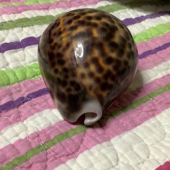 Tiger Cowrie Shell - Picture 6 of 7